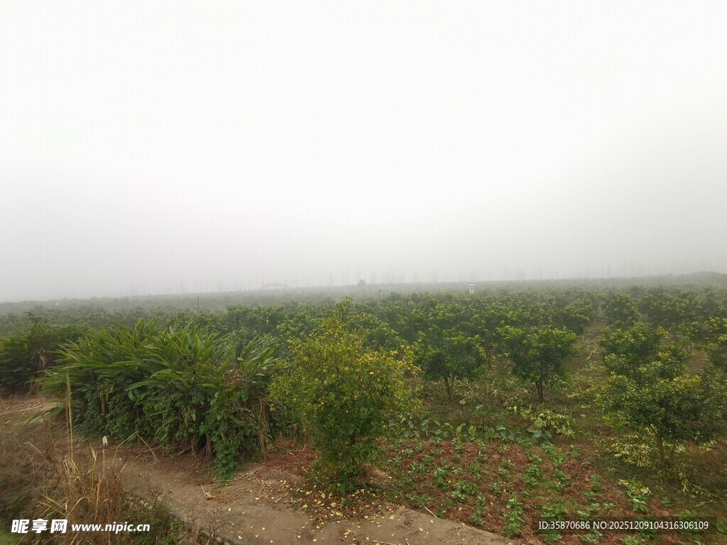 雾中葱郁的绿色植物景观