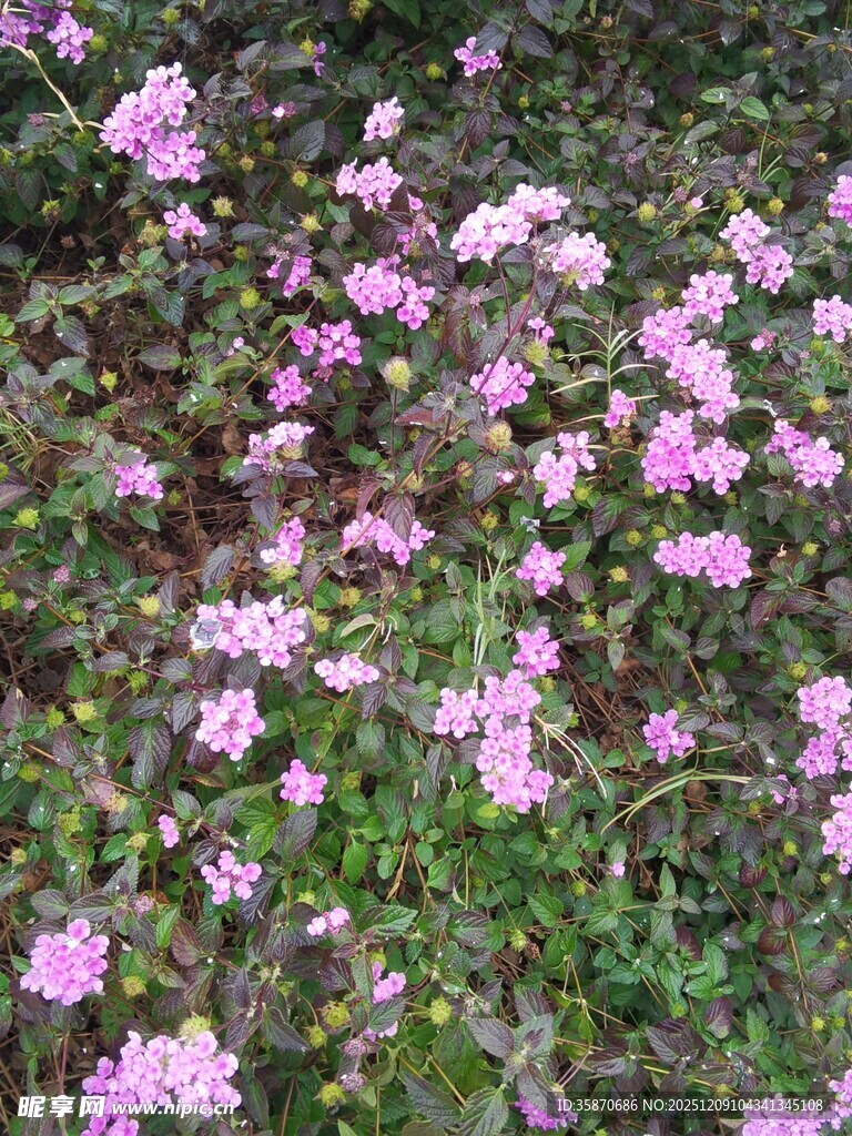 粉色繁花铺满地面