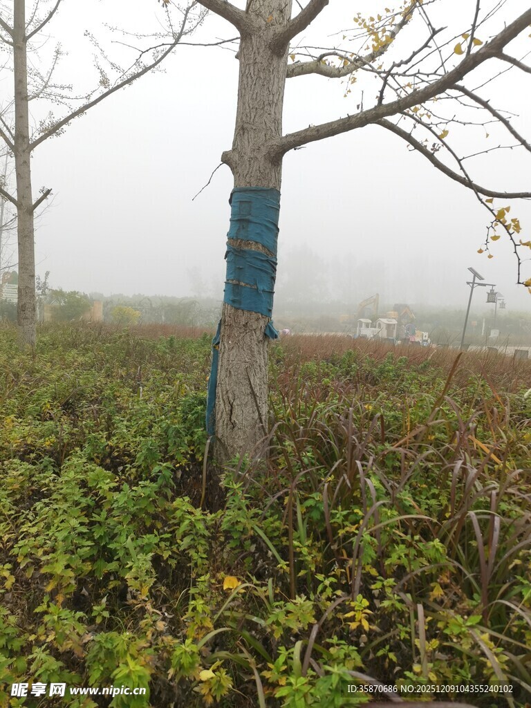 雾中树木与繁茂草地