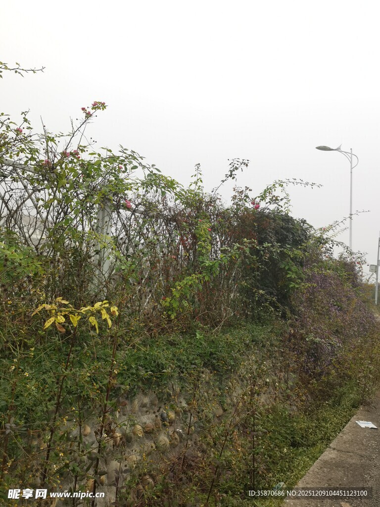 路边攀附绿植的石墙