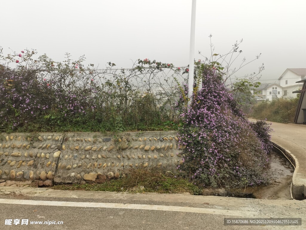 路边紫色花丛景观