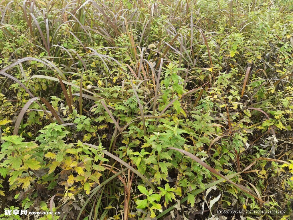 野外丛生的绿色植物