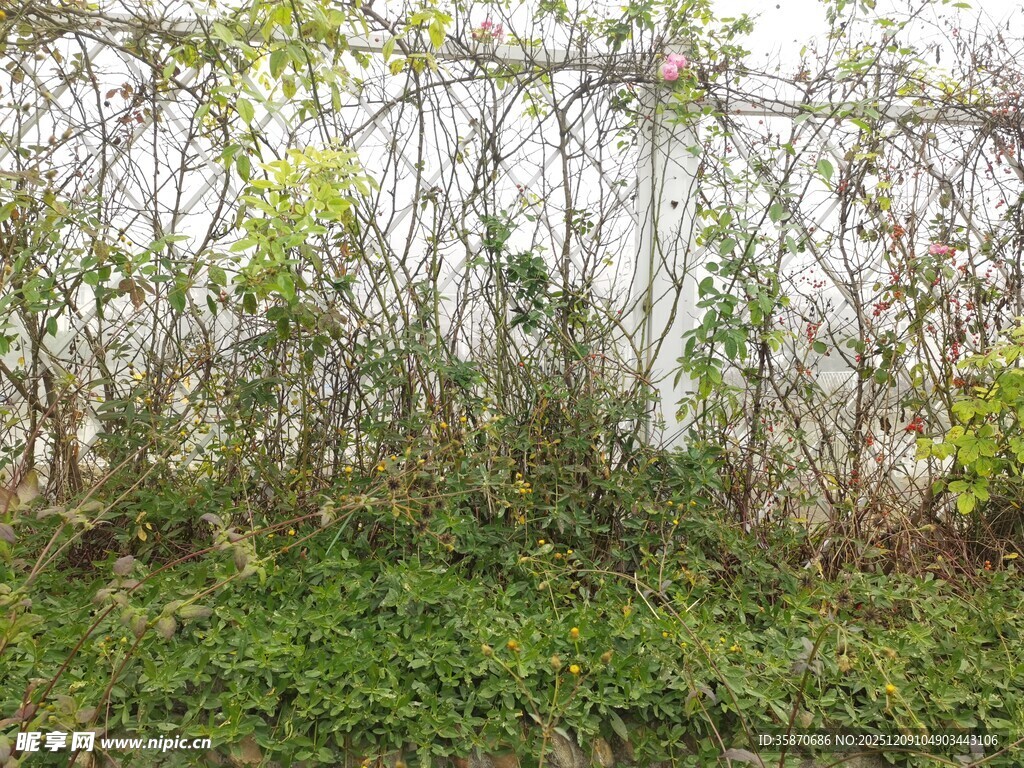繁茂绿植覆盖的自然景象