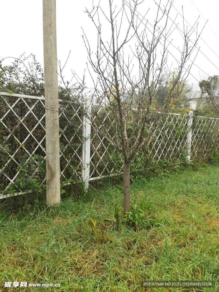 户外围栏旁的光秃树木