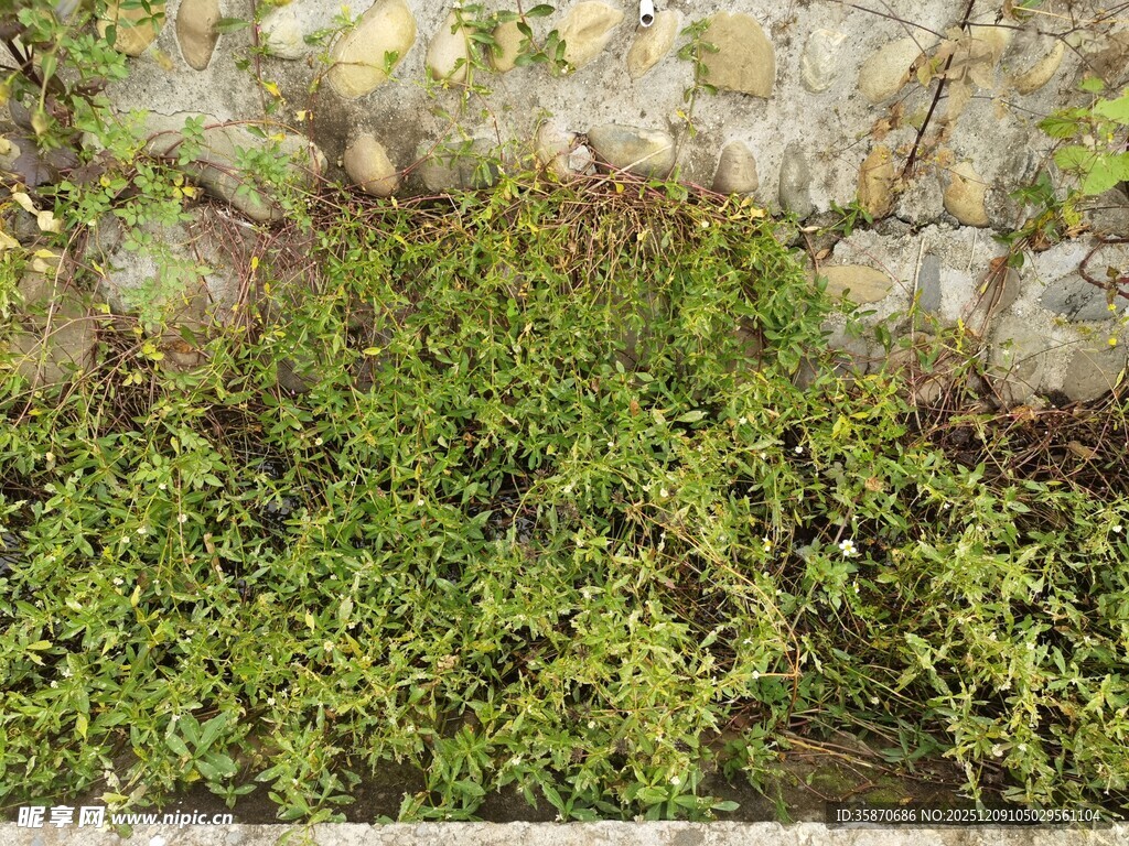 石缝间的翠绿植物