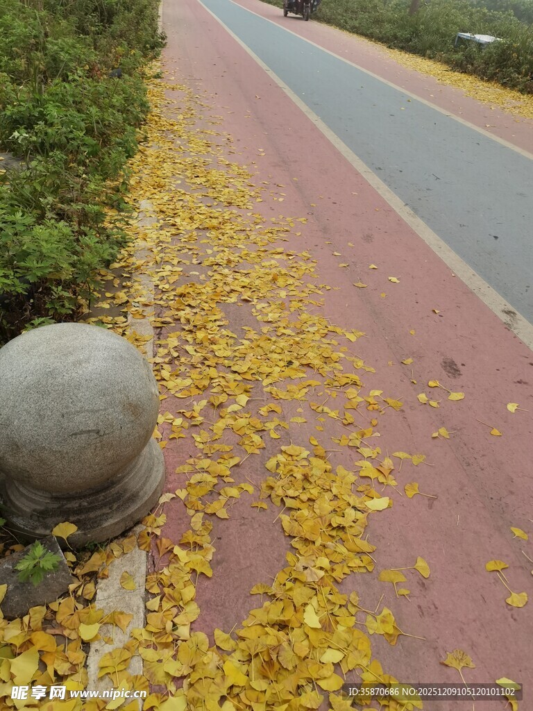 秋日步道落叶铺就美景