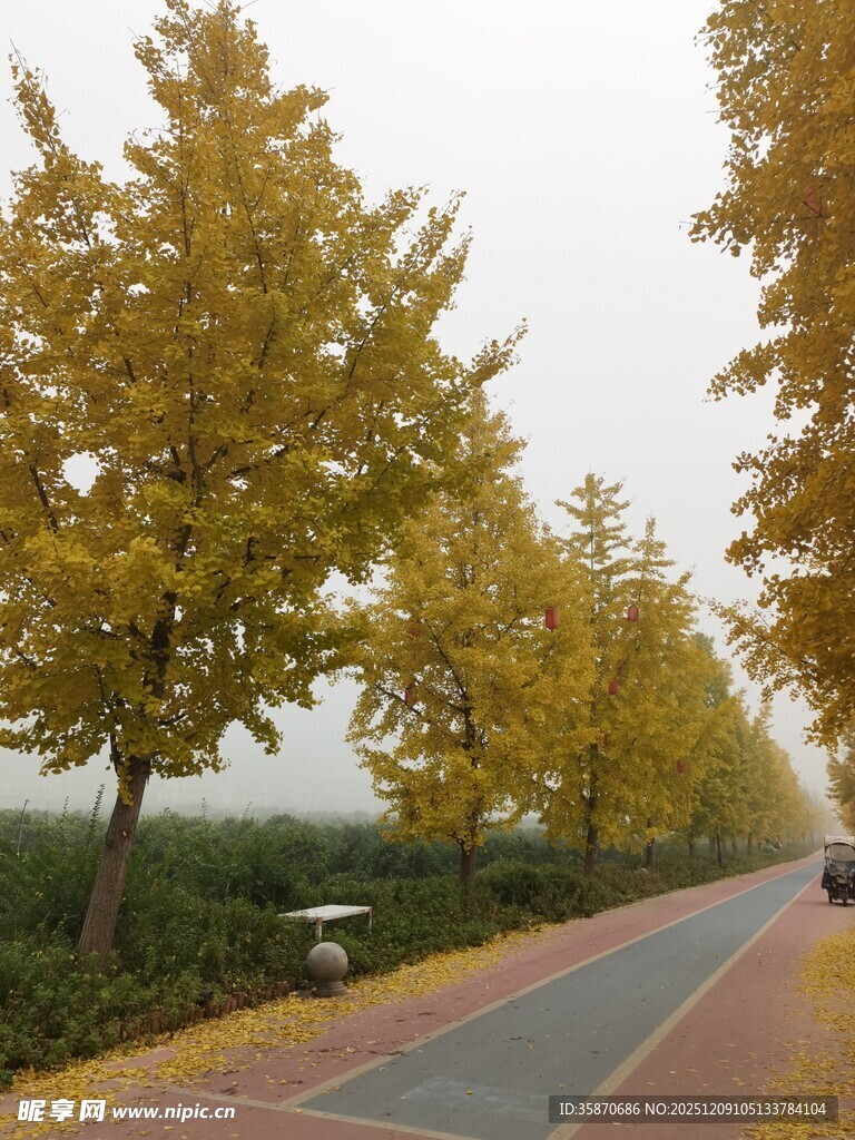 秋日林荫道金黄树叶美景