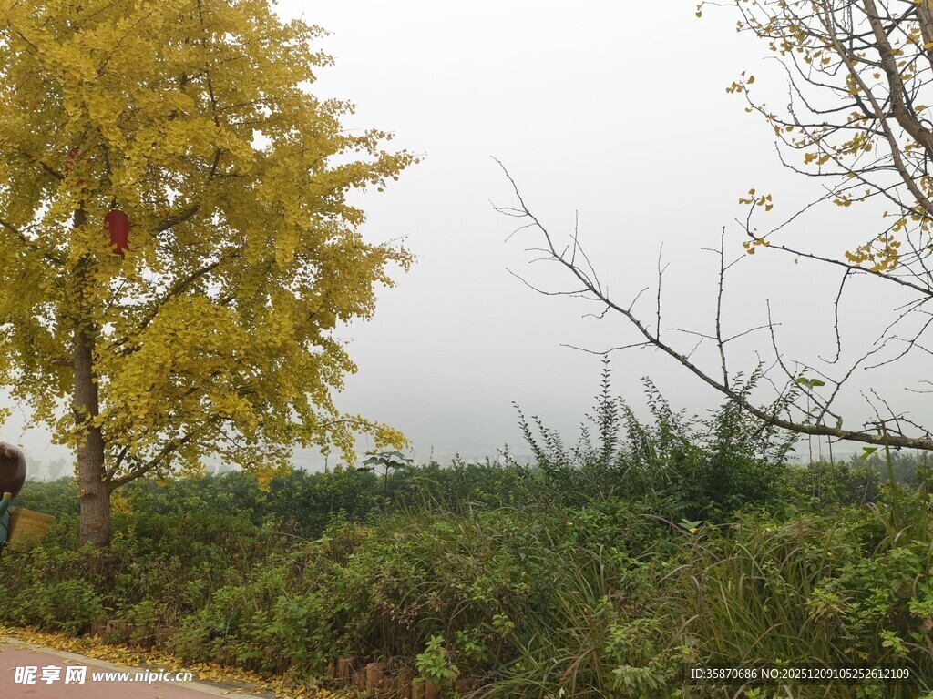 秋日路旁黄叶绿树景致