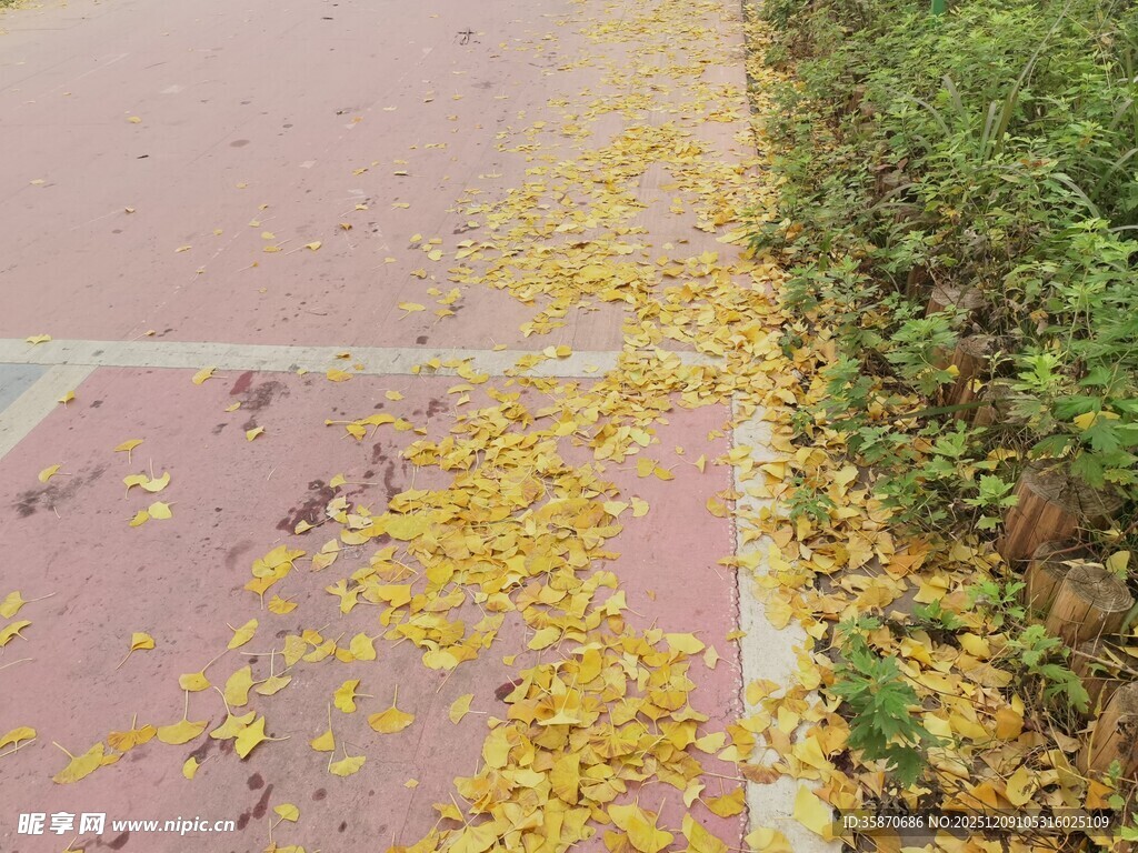 秋日步道上的金黄落叶