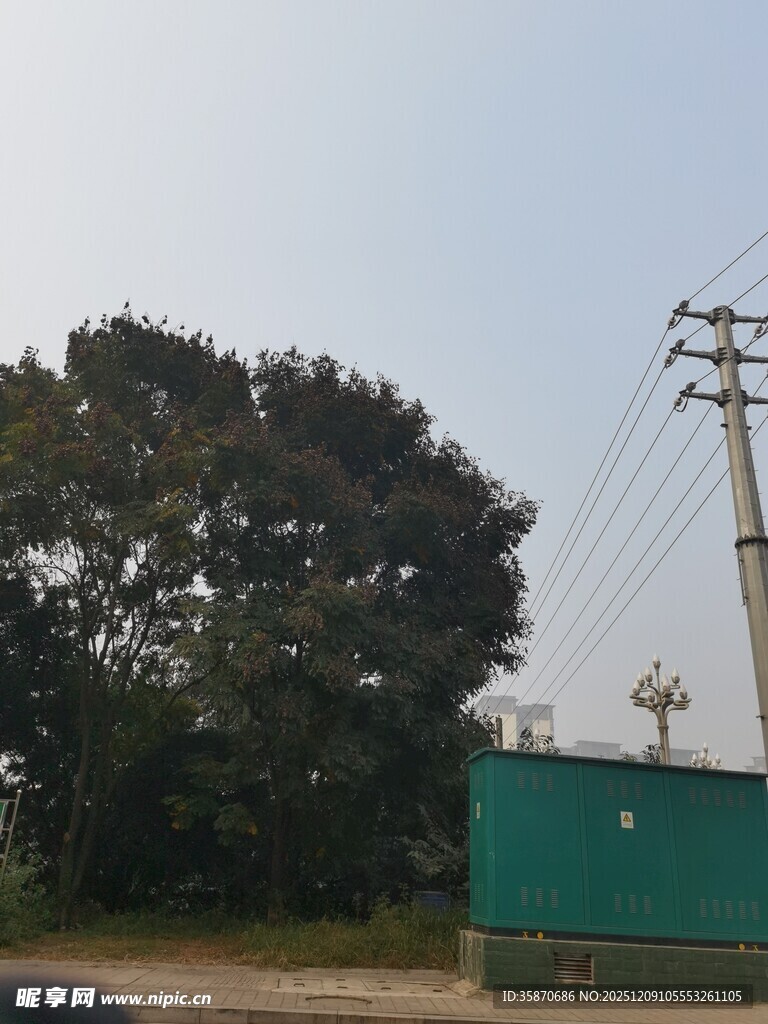户外绿树与电力设施景象