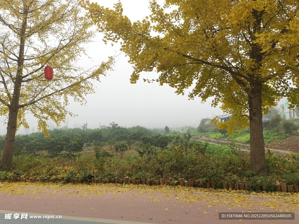秋日路旁金黄树木美景