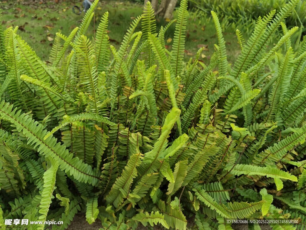 茂盛的绿色蕨类植物