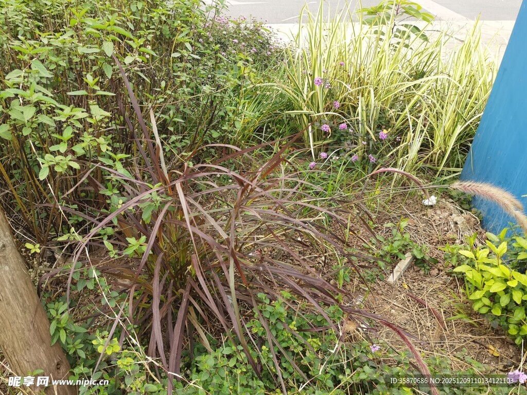 杂草丛生的荒废角落