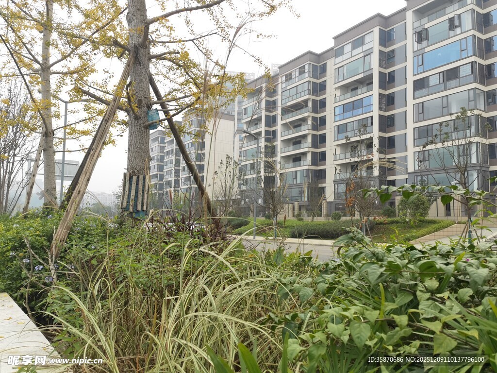小区绿植与楼房景观
