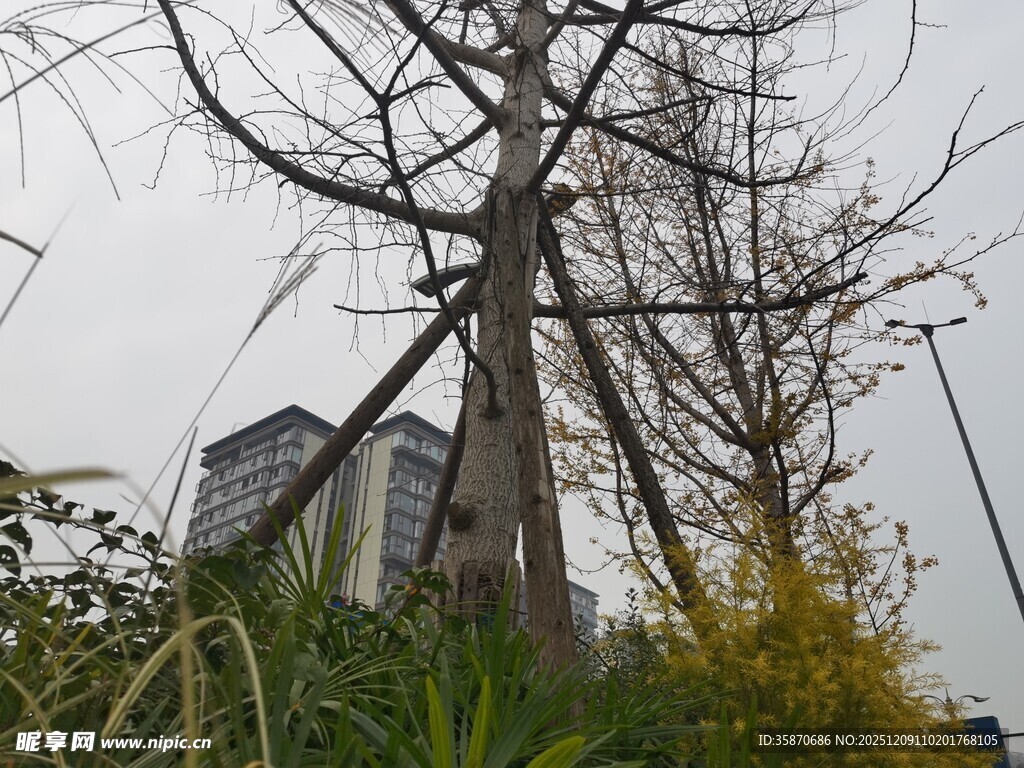 枯树旁的绿植与房屋