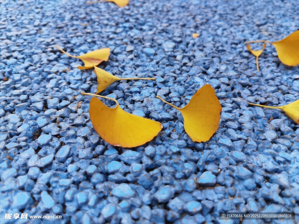 银杏叶飘落于蓝色碎石上