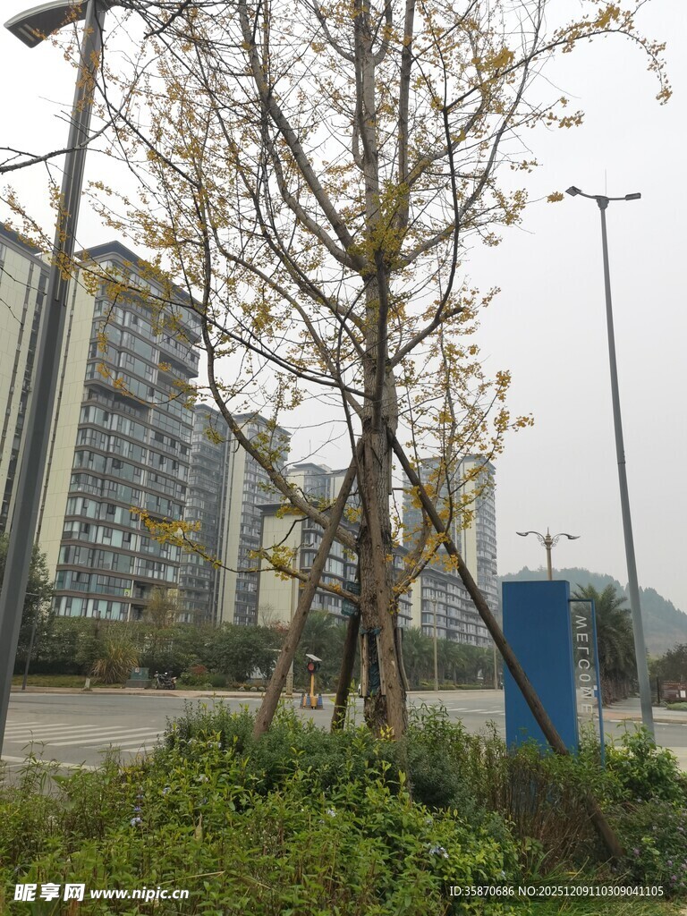 城市街道旁的树木与建筑