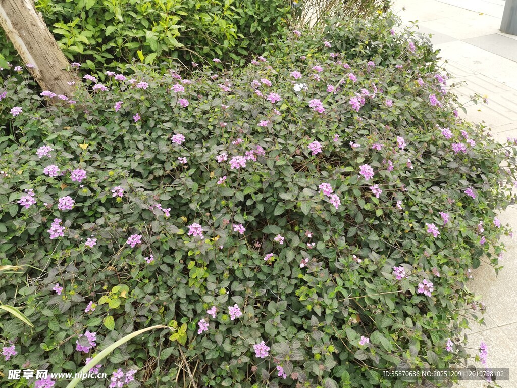 紫色小花繁茂的绿植景观