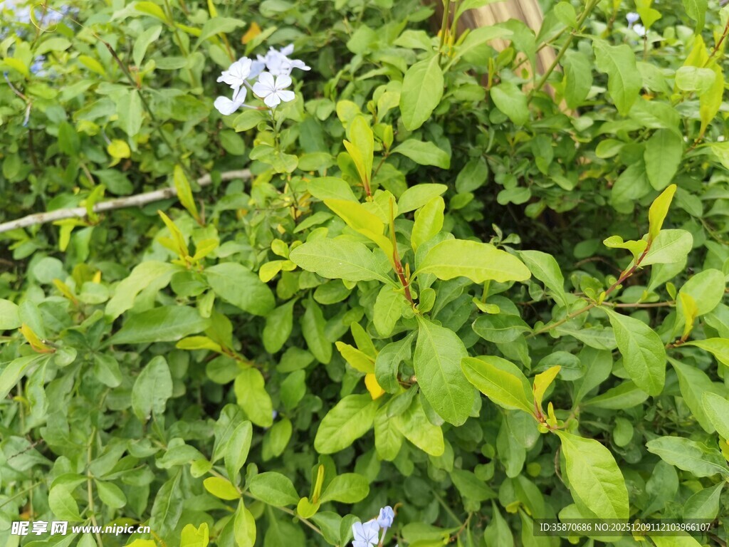 绿叶丛中的蓝白色小花