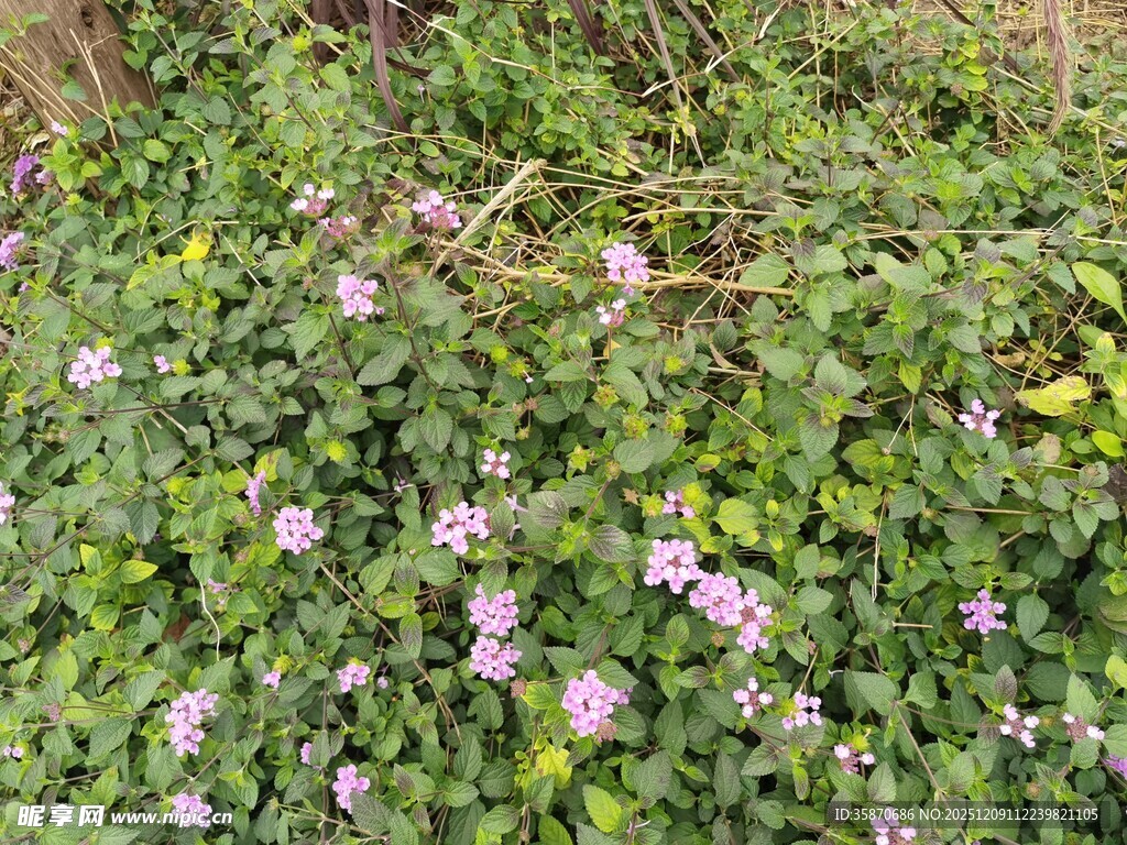 绿叶丛中的紫色小花