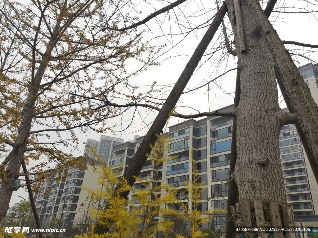 城市中倾斜的木质结构景观