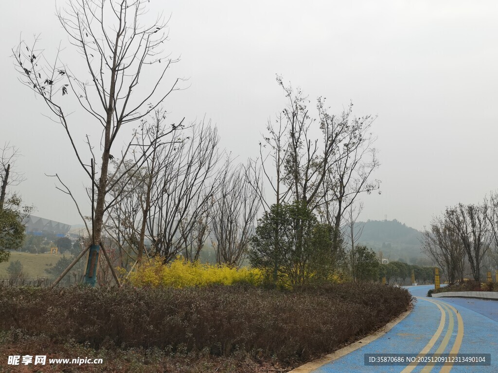 蓝道旁的萧瑟树木与景致