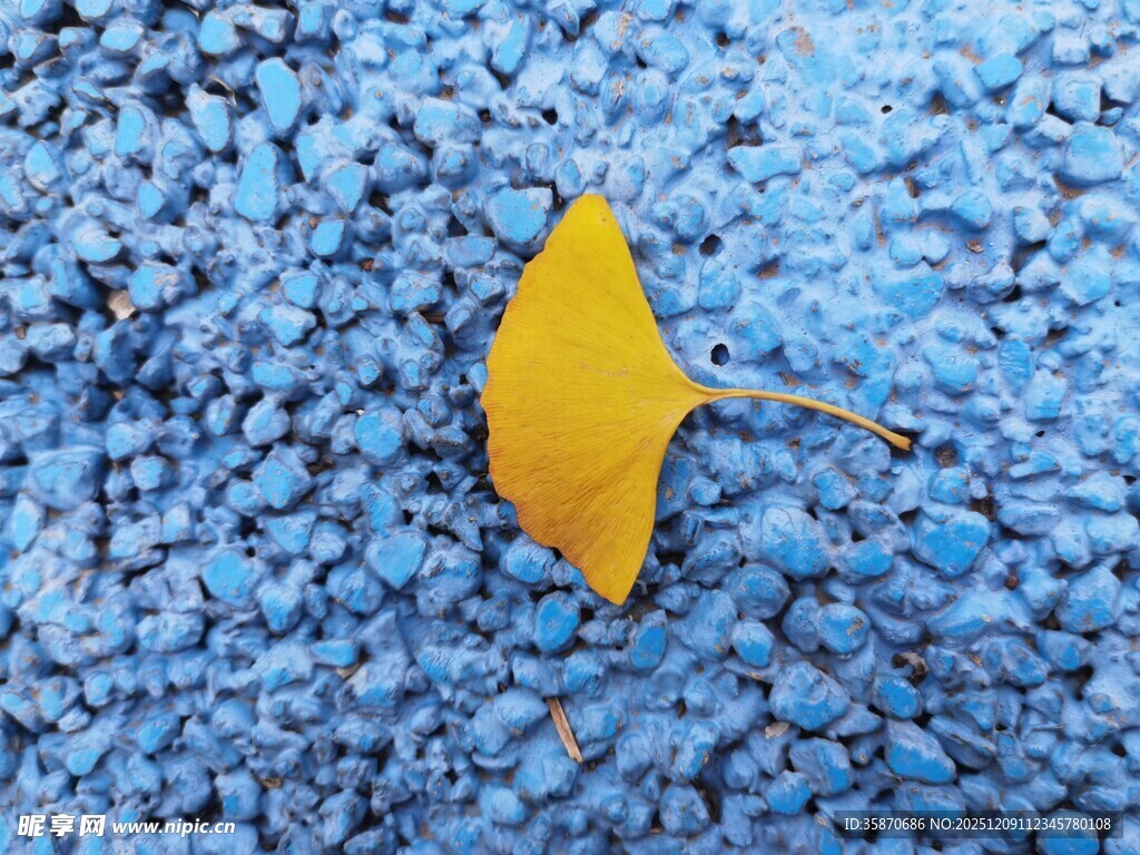 蓝背景上的一片黄色银杏叶