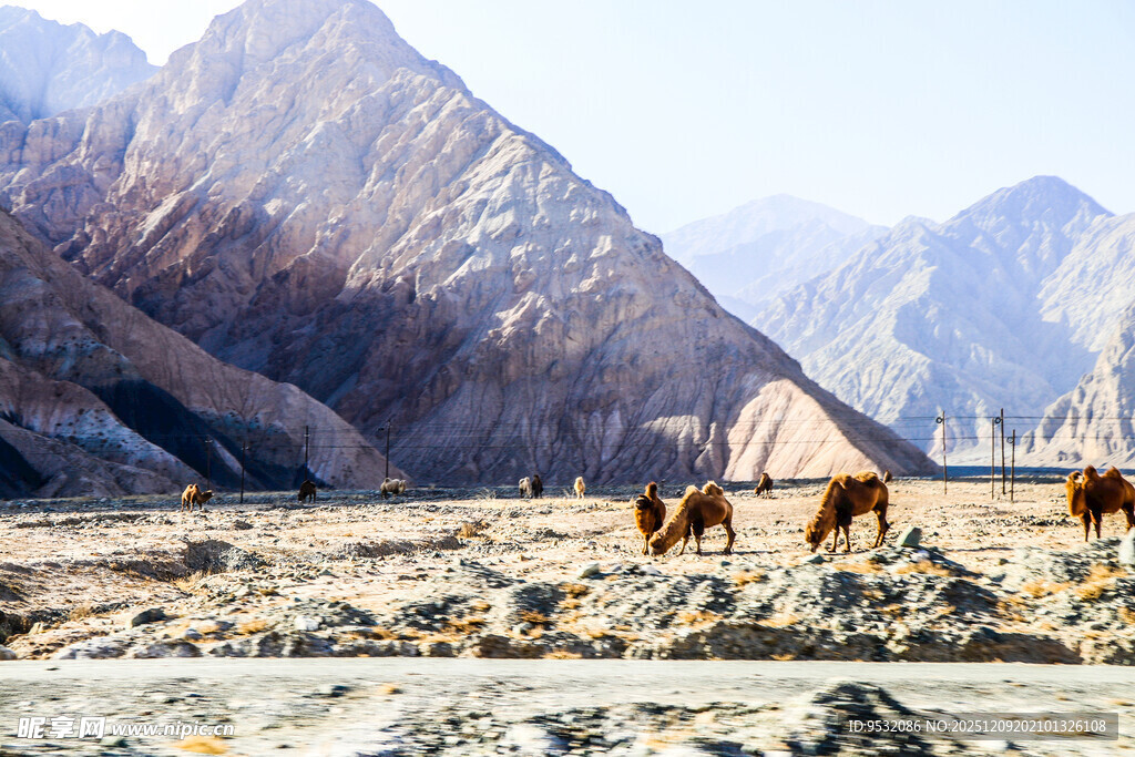 荒漠中的骆驼风景摄影