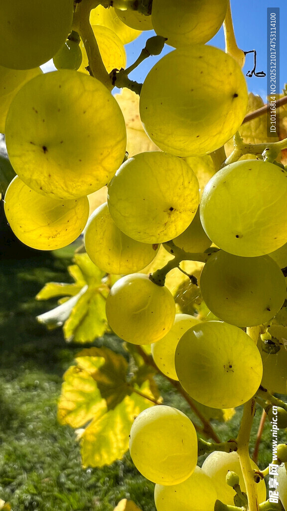 黄葡萄