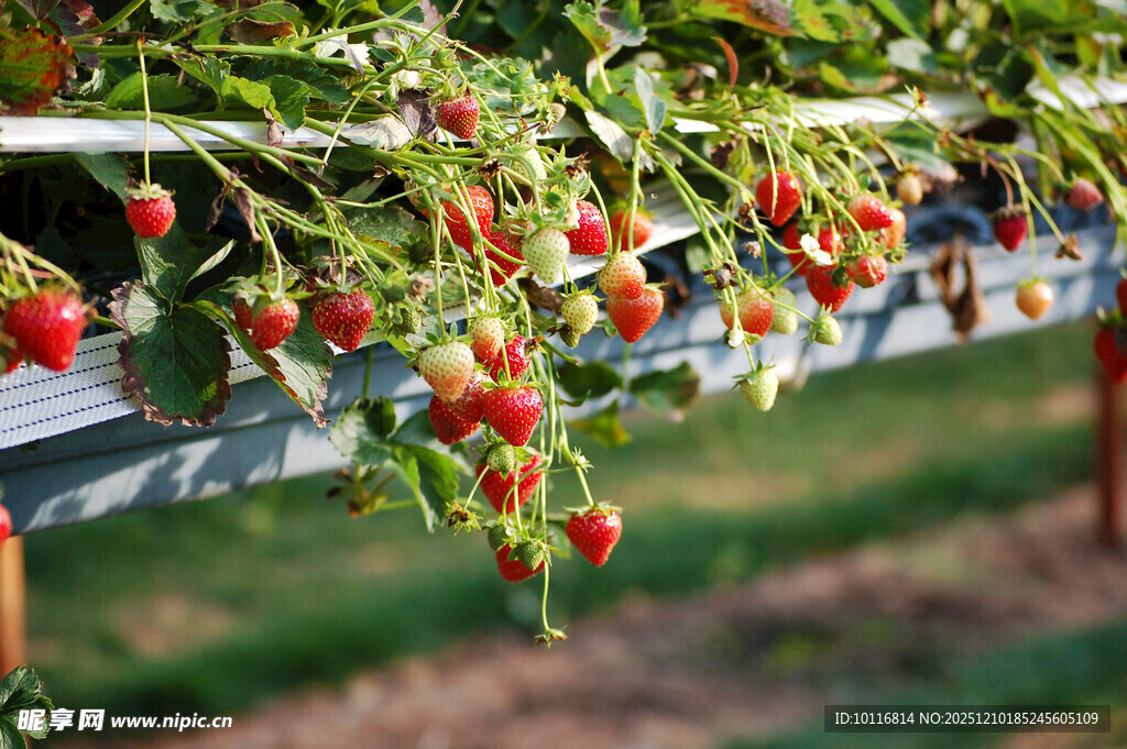 草莓