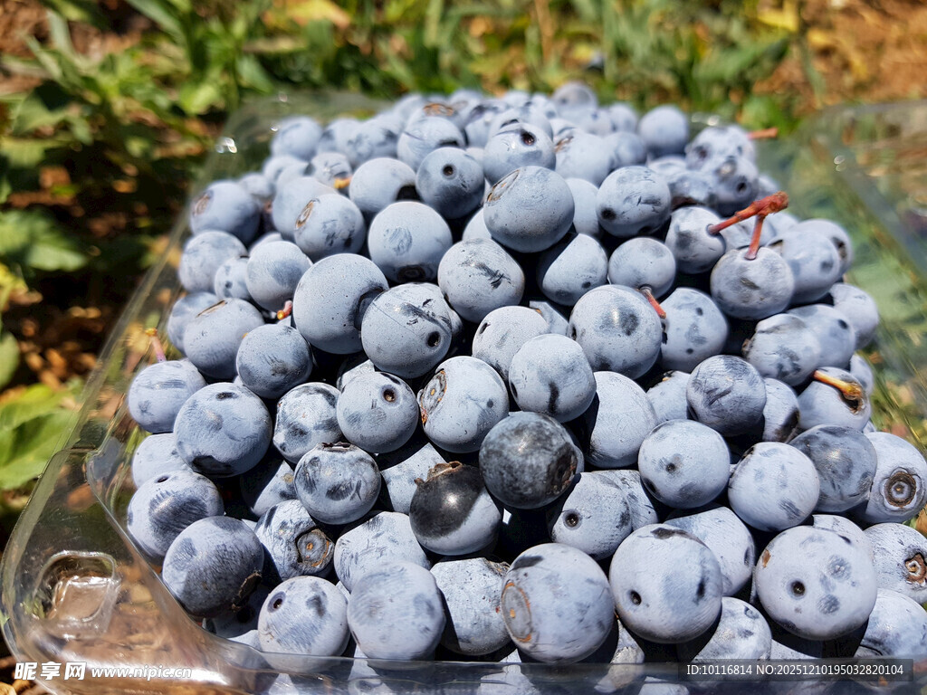 蓝莓果实
