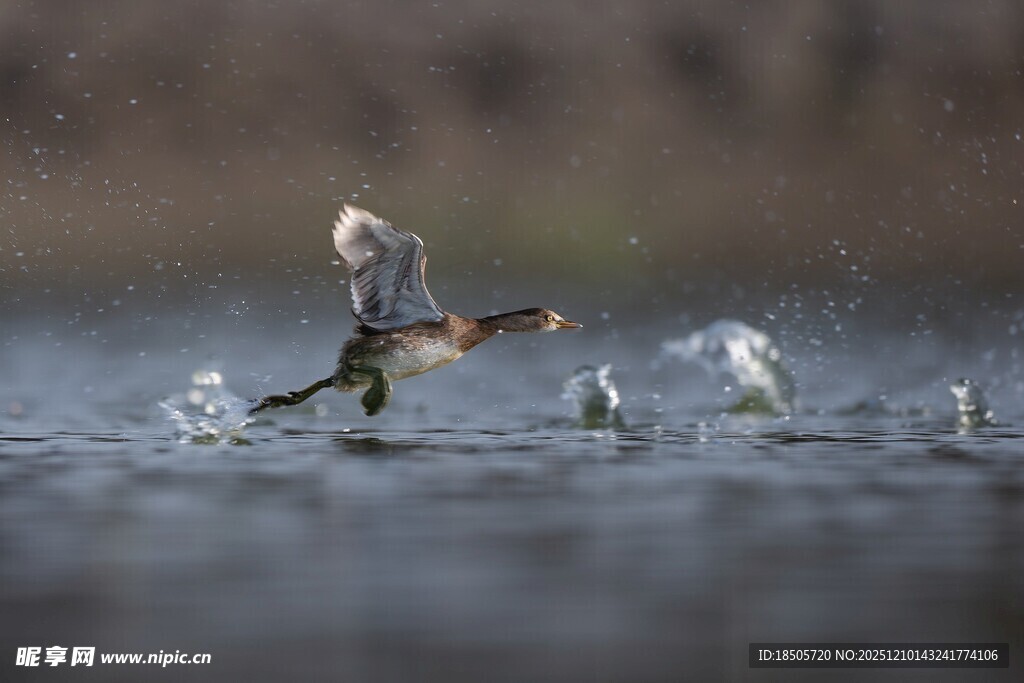 野鸭于水面振翅欲飞
