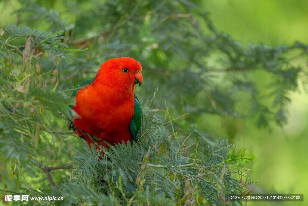 鲜艳红鹦鹉栖息于枝头