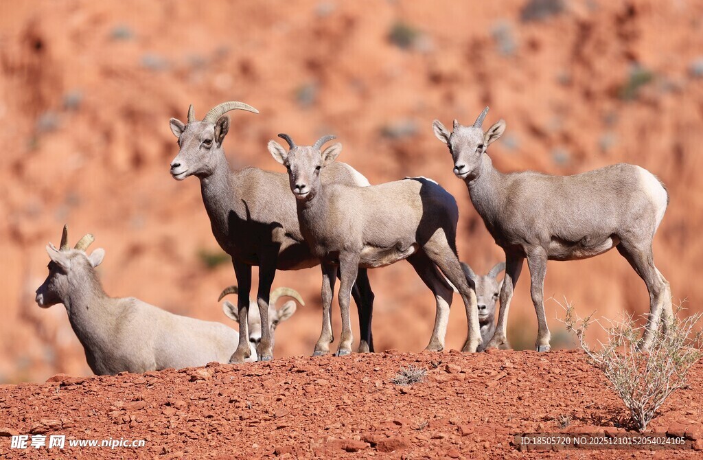 红土地上的几只野生山羊