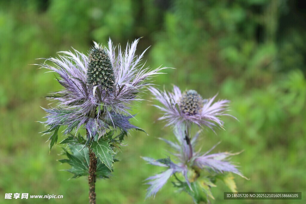 紫色花朵绽放于绿野