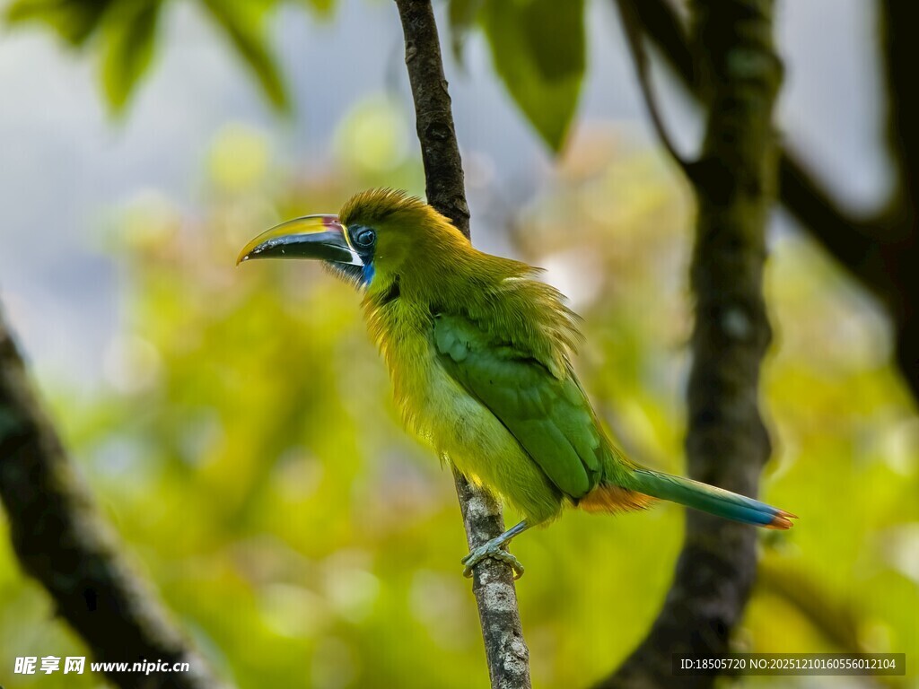 绿羽小鸟栖于枝头