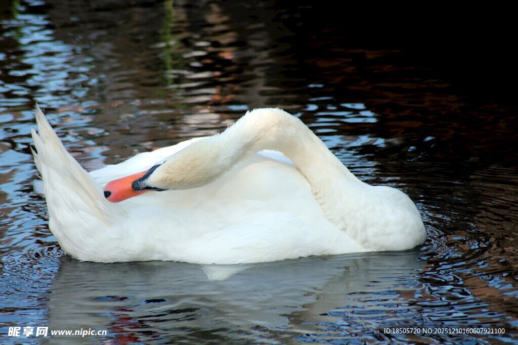 优雅天鹅水中惬意梳理羽毛