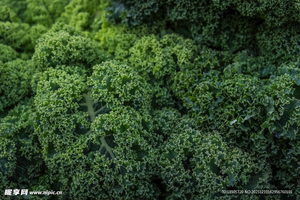 翠绿繁茂的蔬菜
