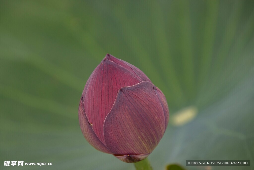 含苞待放的娇艳红荷花