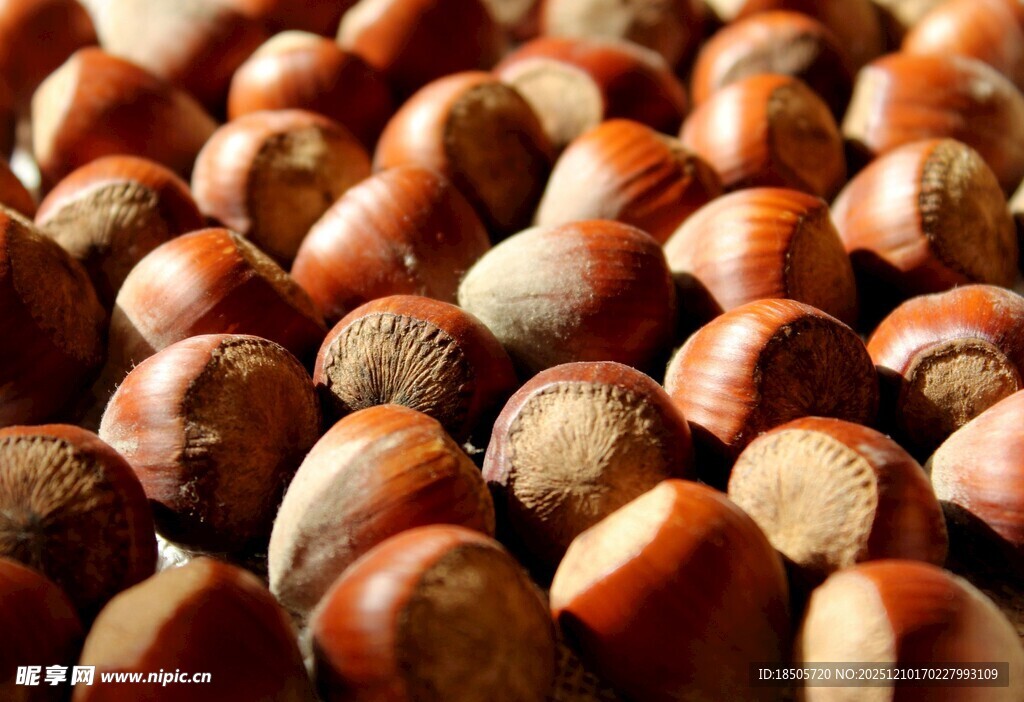 饱满榛子特写
