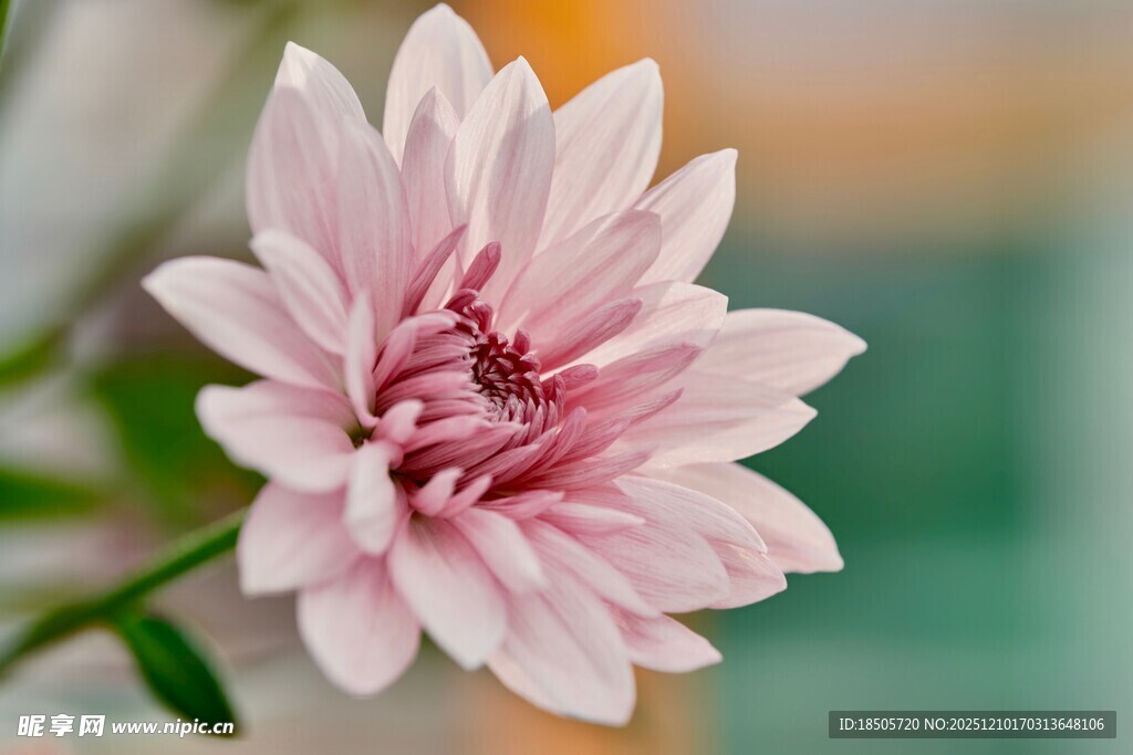 粉色柔美菊花特写