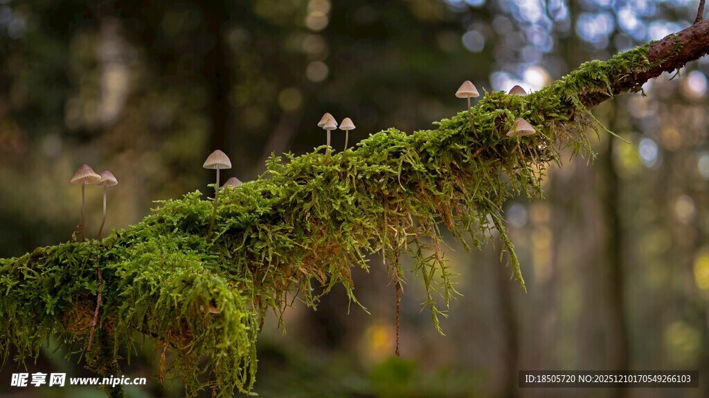 长满青苔的森林树枝
