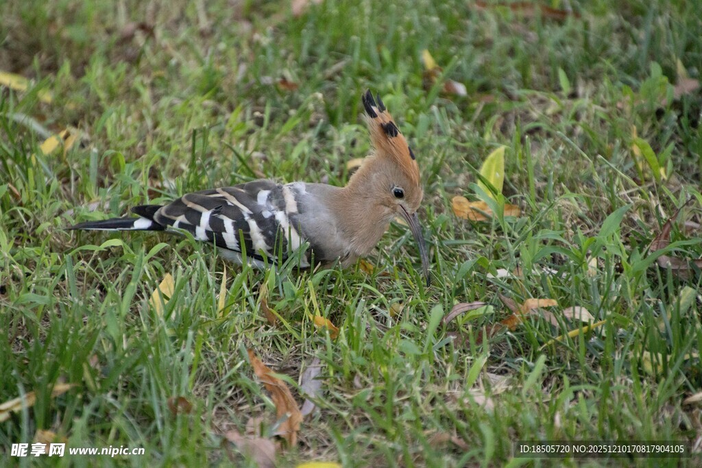 草地上的戴胜鸟