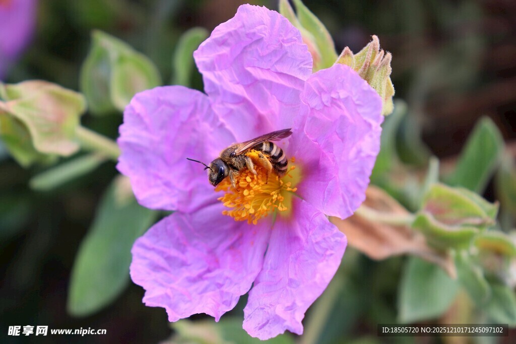 紫花上的蜜蜂