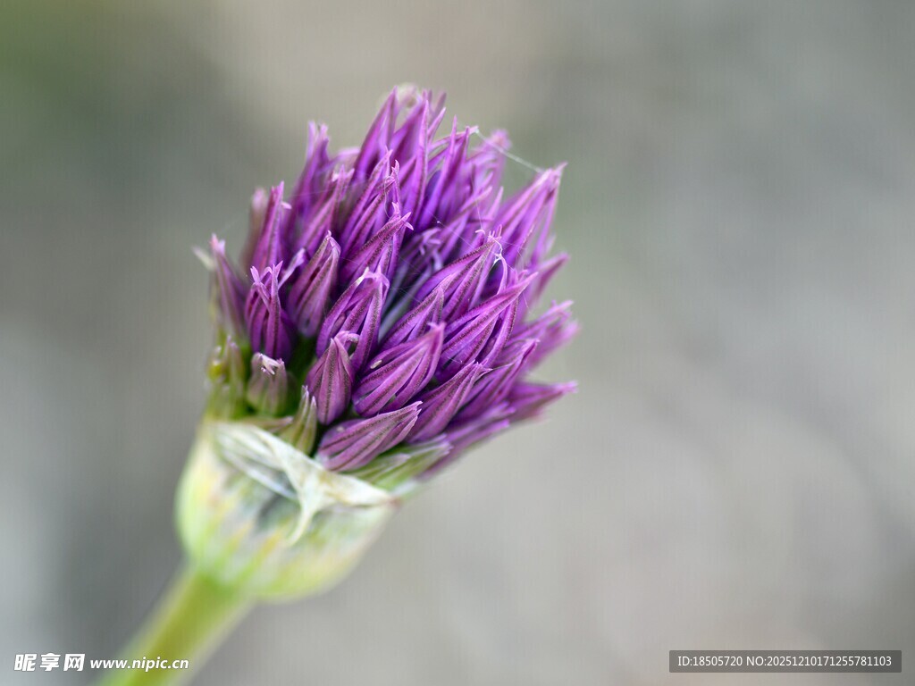 紫色花苞特写