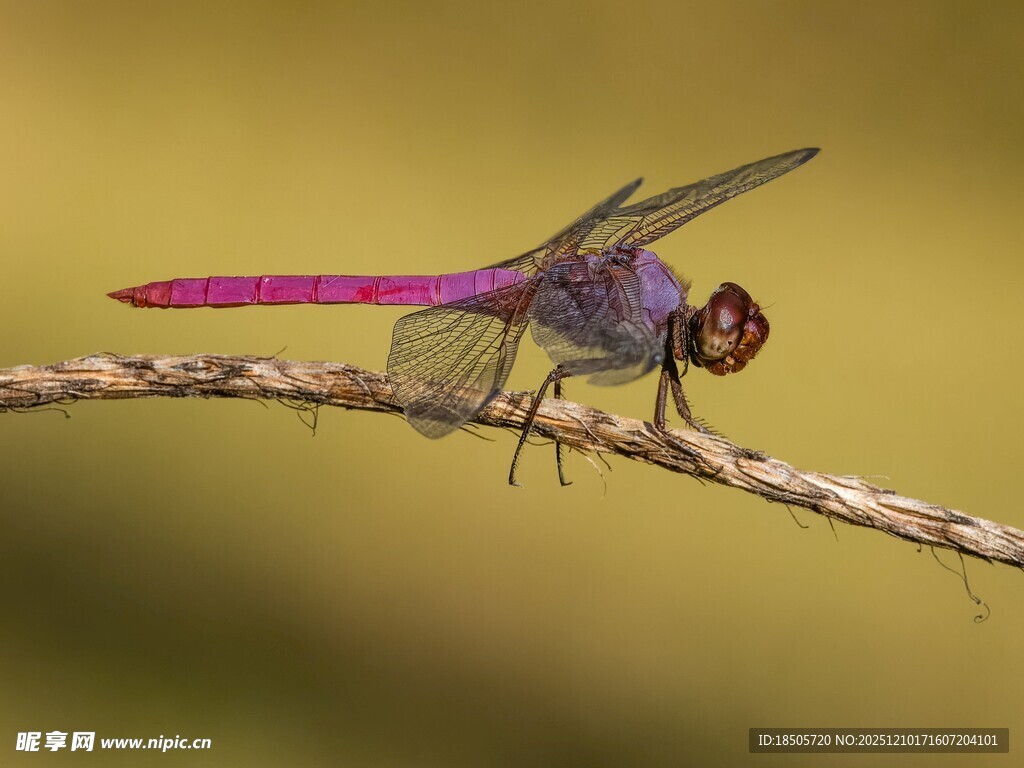 紫色蜻蜓栖息于细枝上