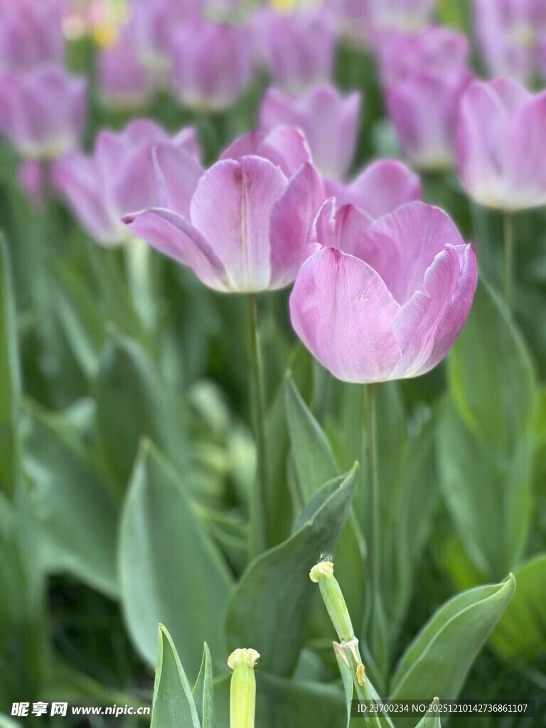 浪漫紫色郁金香花海