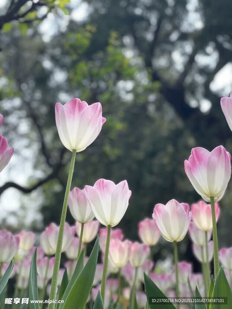 粉色郁金香绽放于林间