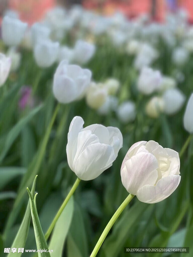 白色郁金香绽放的美丽