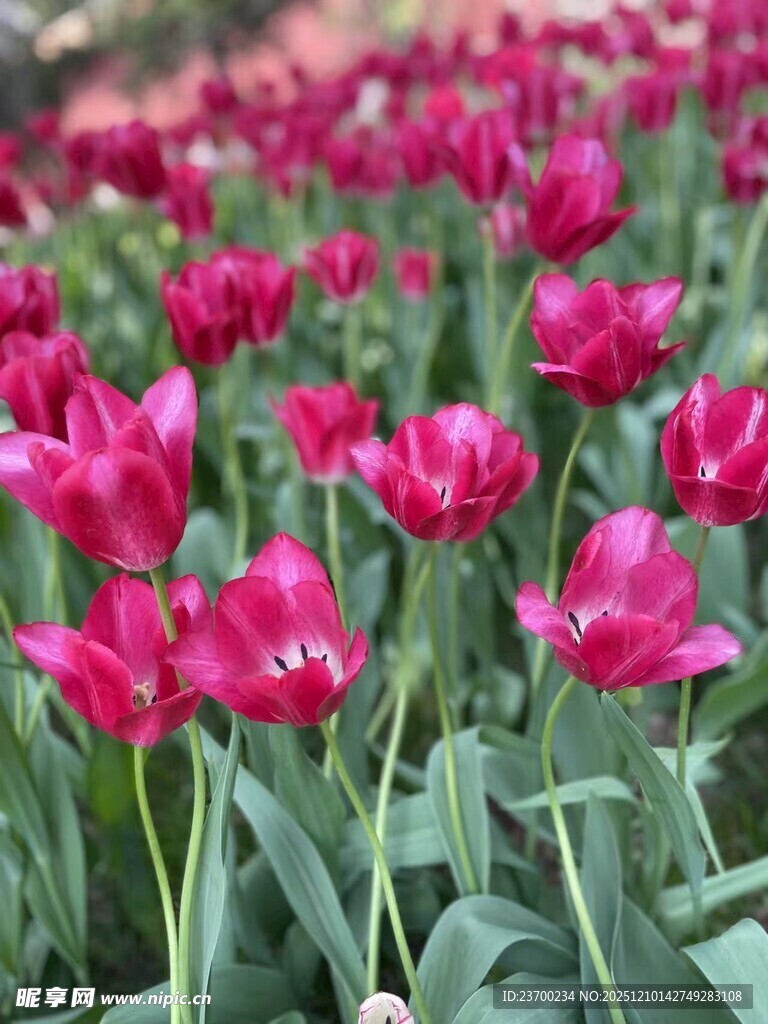 艳丽红郁金香花海